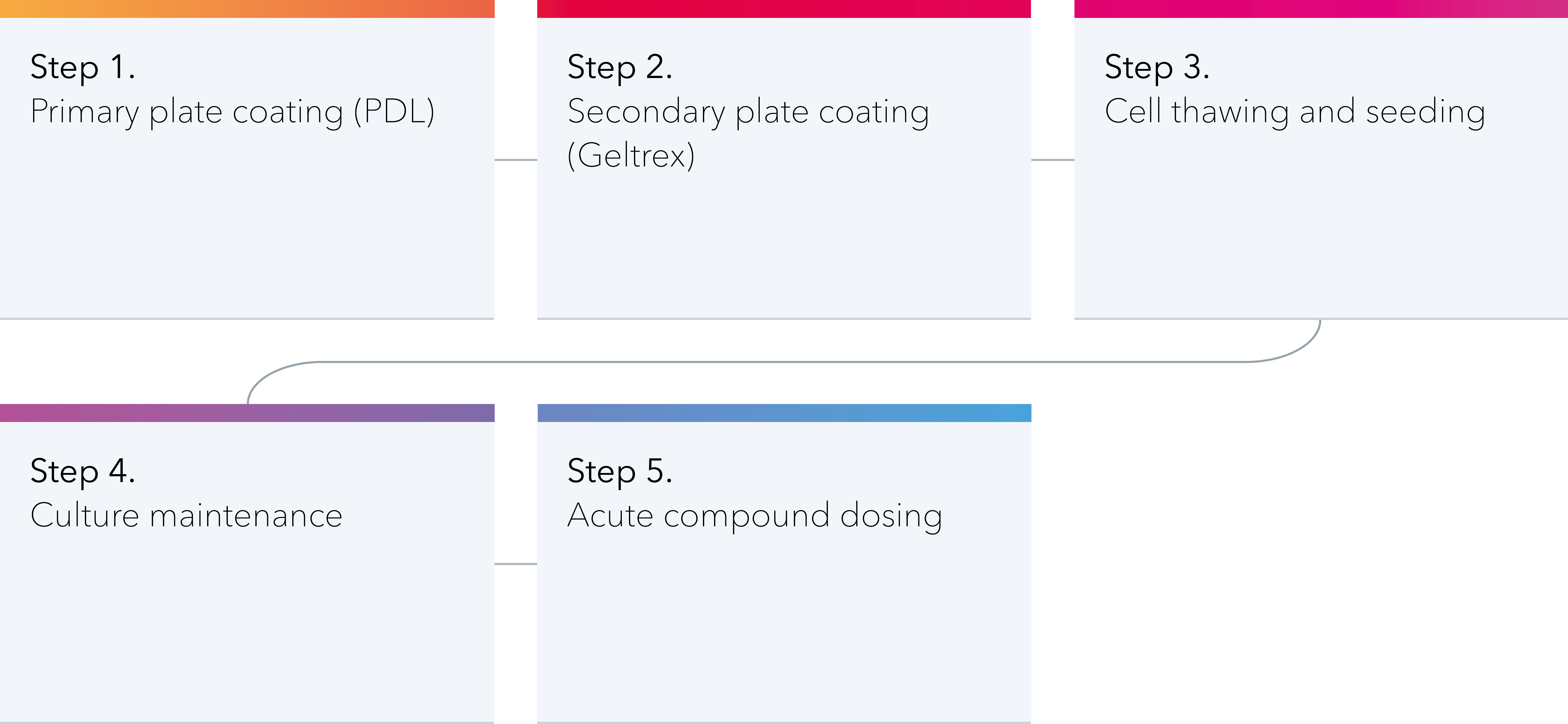 Workflow for establishing and compound dosing a tri-culture of ioGlutamatergic Neurons, ioGABAergic Neurons, and astrocytes.