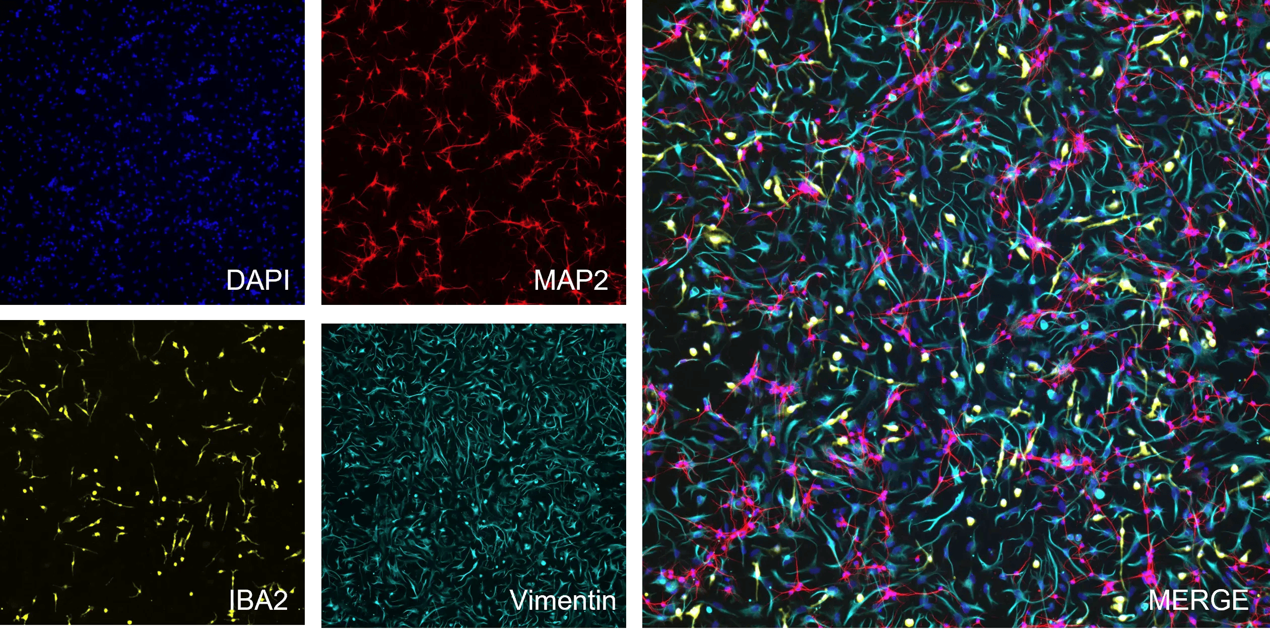 Phenotypic analysis of a tri-culture for CNS modelling using ioGlutamatergic Neurons, ioAstrocytes, and ioMicroglia