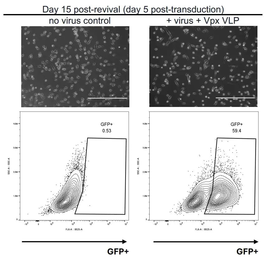 Lentiviral-transduction-ioMicroglia