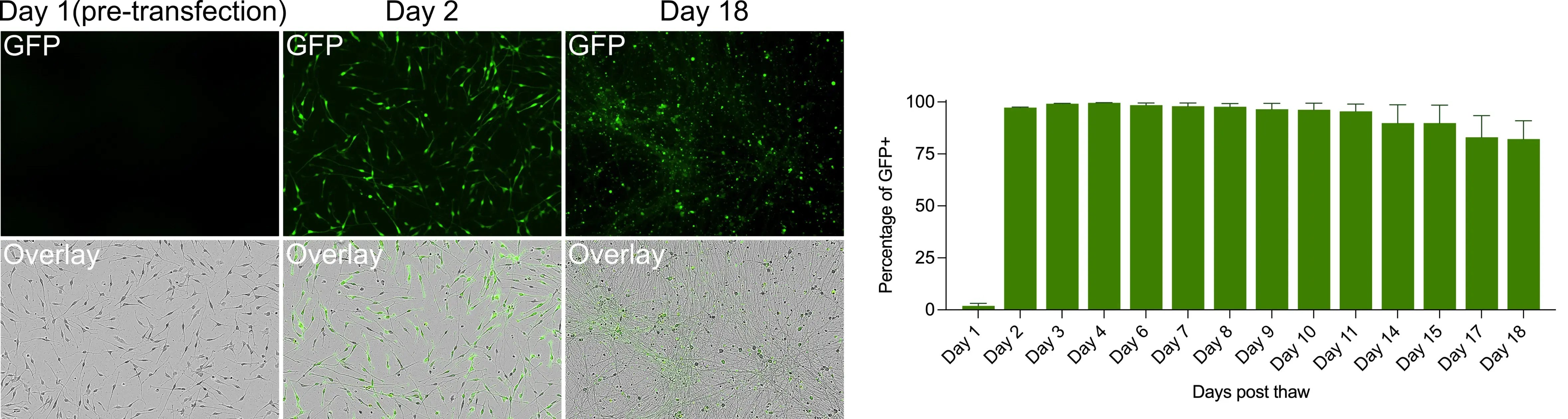 Transfection-optimisation-ioGlutamatergic-Neurons