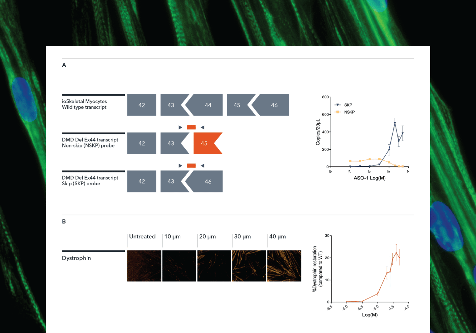 ioSkeletal-Myocytes-Exon-skipping-preview