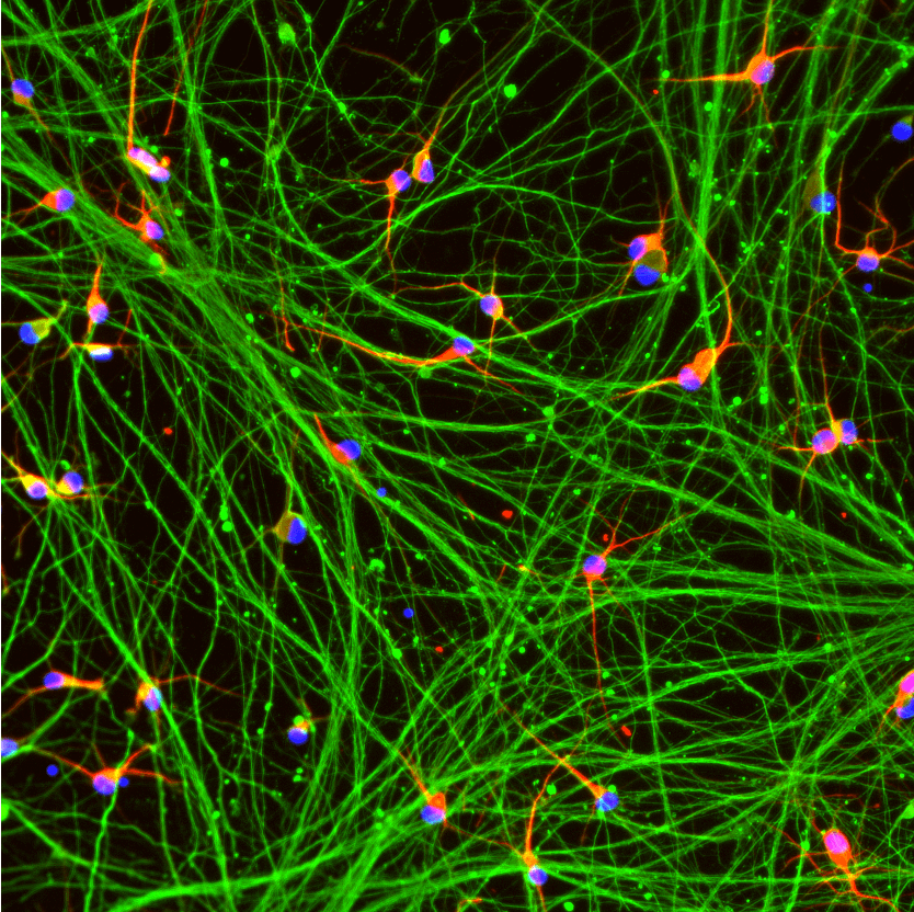 ioGlutamatergic Neurons HTT 50CAG/WT™