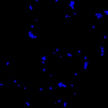 bit.bio Glutamatergic Neurons DAPI ICC at day 11