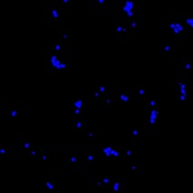 bit.bio ioGlutamatergic Neurons - Day 11 - DAPIsquare