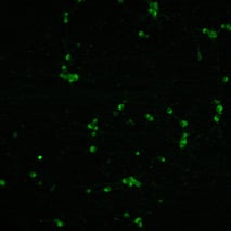 bit.bio ioGlutamatergic Neurons - Day 11 - VGLUT2square