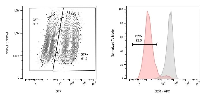 Flow cytometry analysis of B2M protein expression in CRISPRko-Ready Oligodendrocyte-like cells after delivery of a guide RNA (gRNA) targeting B2M.