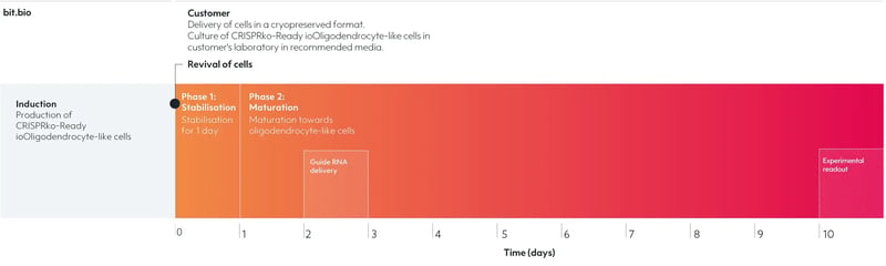 CRISPR knockout oligodendrocyte-like cells overview of the user manual timeline and gRNA delivery.