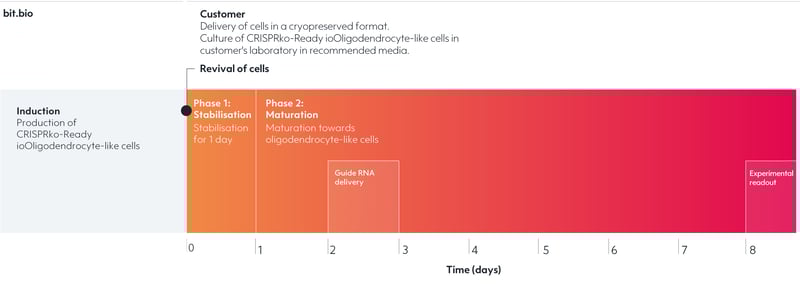 CRISPR knockout oligodendrocyte-like cells overview of the user manual timeline and gRNA delivery.