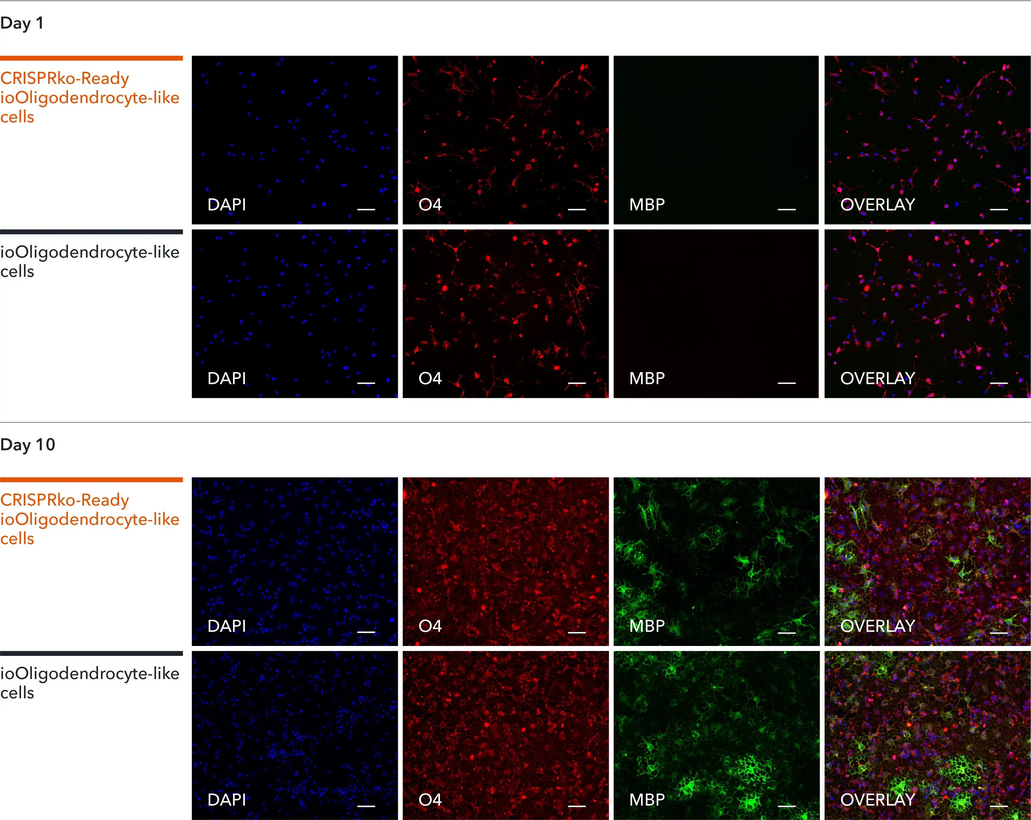 Immunocytochemistry staining of CRISPR knockout oligodendrocyte-like cells with O4 and MBP