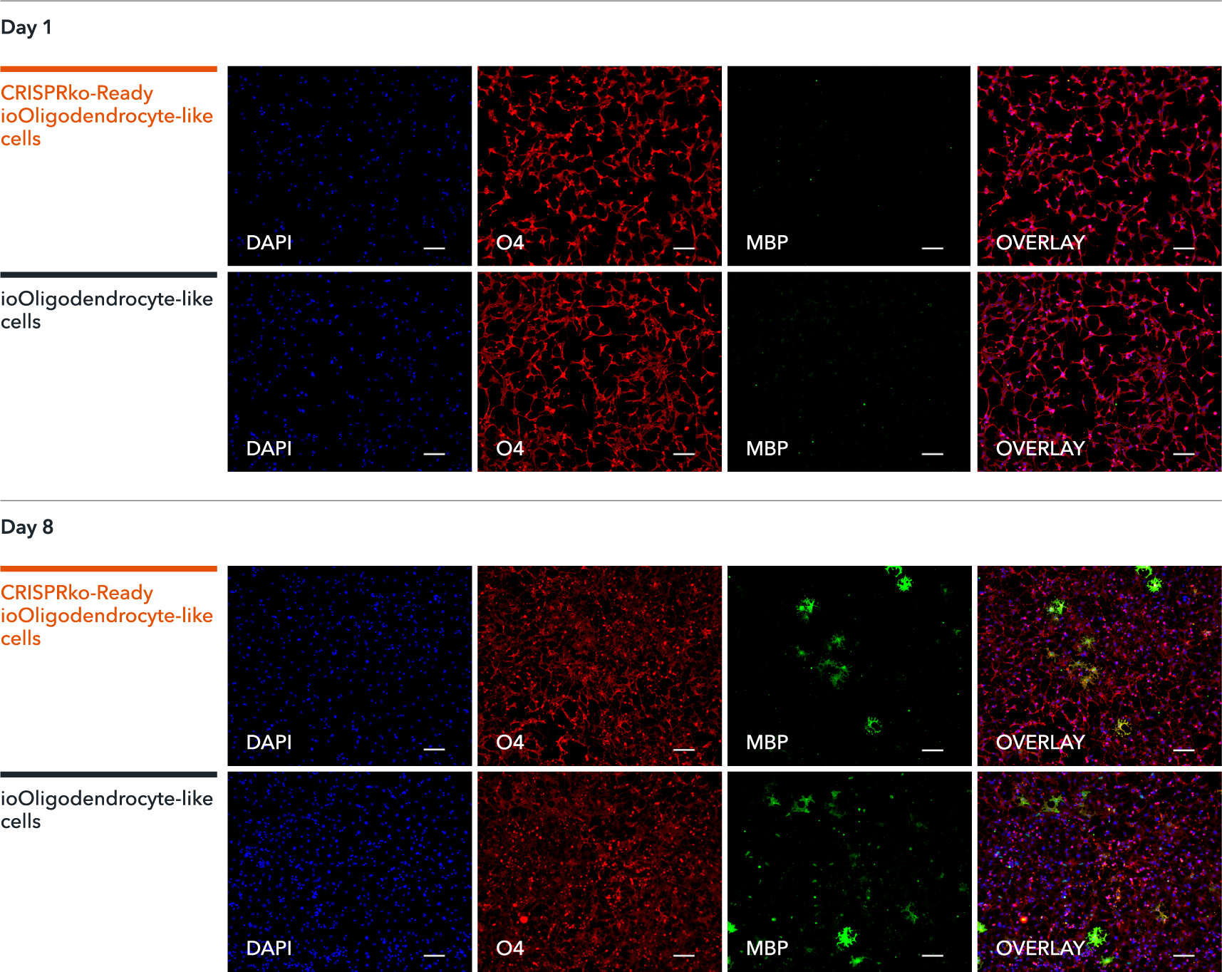 Immunocytochemistry staining of CRISPR knockout oligodendrocyte-like cells with O4 and MBP