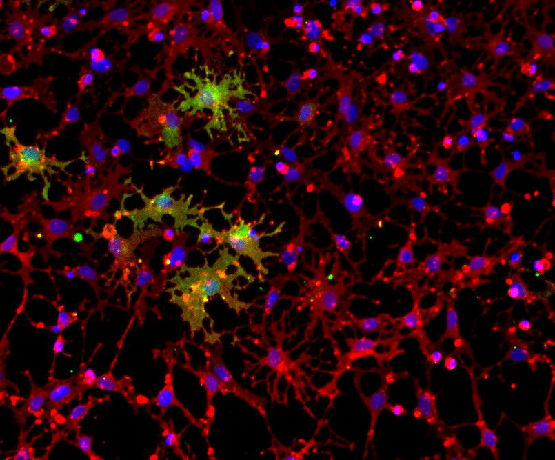 Immunocytochemistry imaging of oligodendroglial cells constitutively expressing Cas9 for gene knockouts
