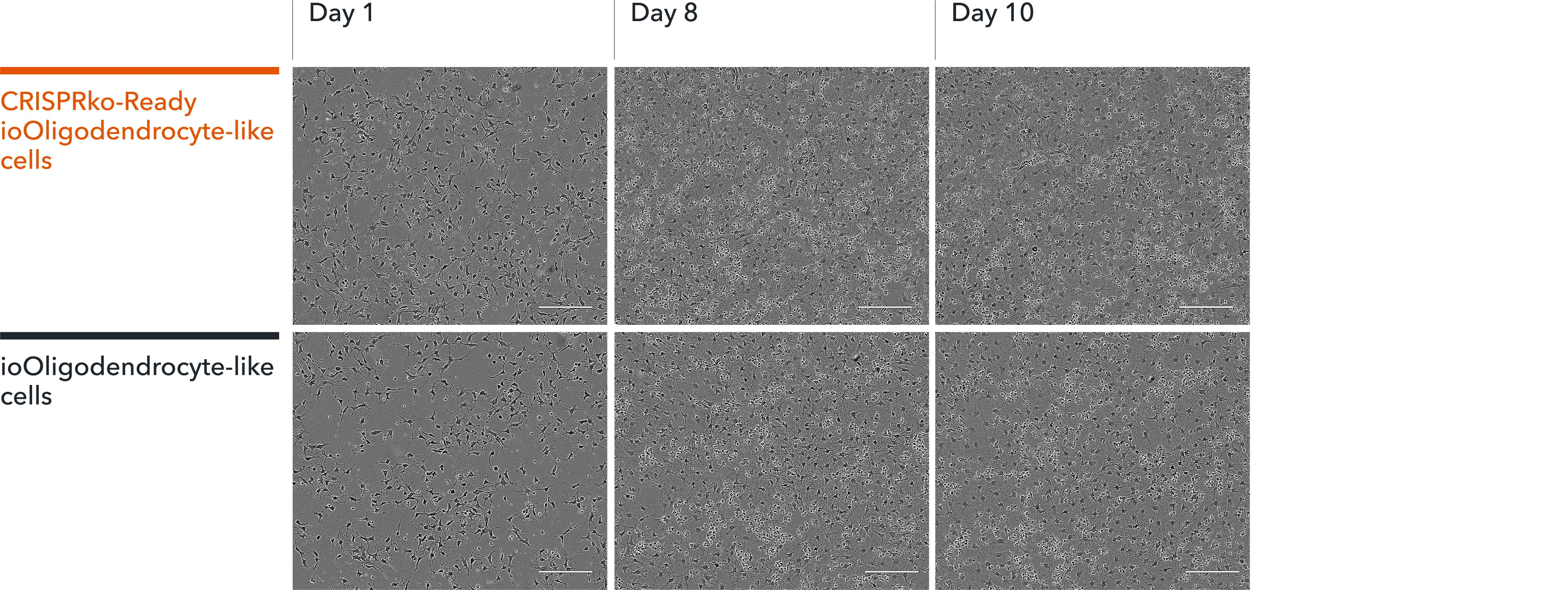 Morphology images of oligodendroglial cells constitutively expressing Cas9