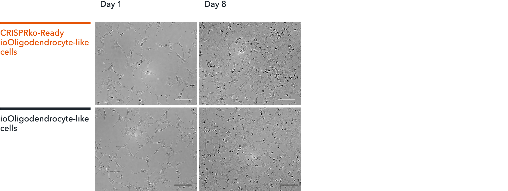 Morphology images of oligodendroglial cells constitutively expressing Cas9