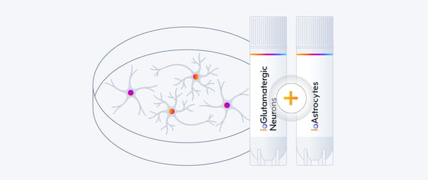 Co-culturing ioGlutamatergic Neurons and ioAstrocytes | bit.bio