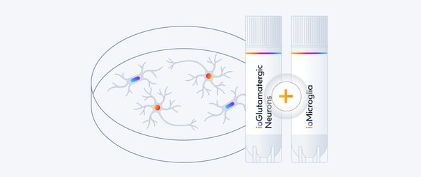 Co-culturing ioMicroglia and ioGlutamatergic Neurons