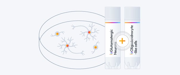 Co-culturing ioOligodendrocyte-like cells and ioGlutamatergic Neurons | bit.bio