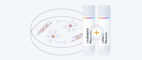 Co-culturing ioSkeletal Myocytes and ioMotor Neurons