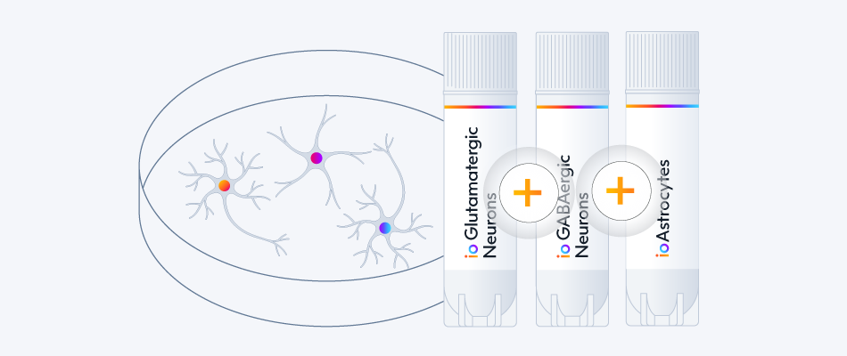 Multi-cell-culture-hiPSC-derived-glutamatergic-gabaergic-neurons-and-microglia