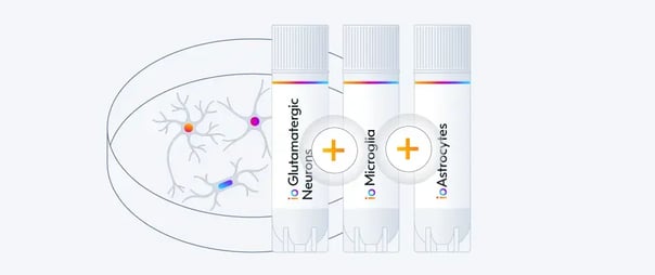 Tri-culturing ioMicroglia, ioGlutamatergic Neurons and ioAstrocytes | bit.bio