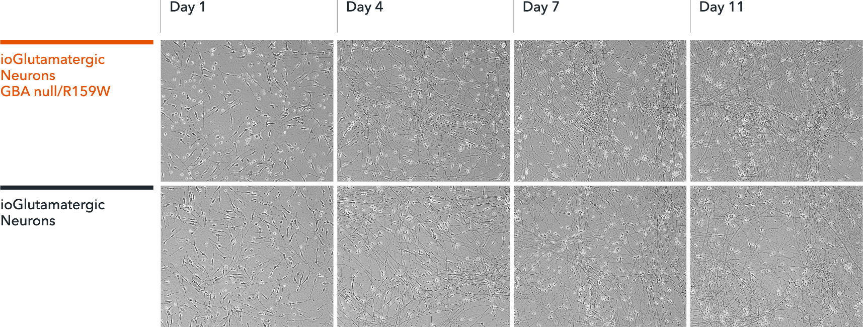 io1007-ioGlutamatergic-Neurons-GBA-null-R159W-Morphology
