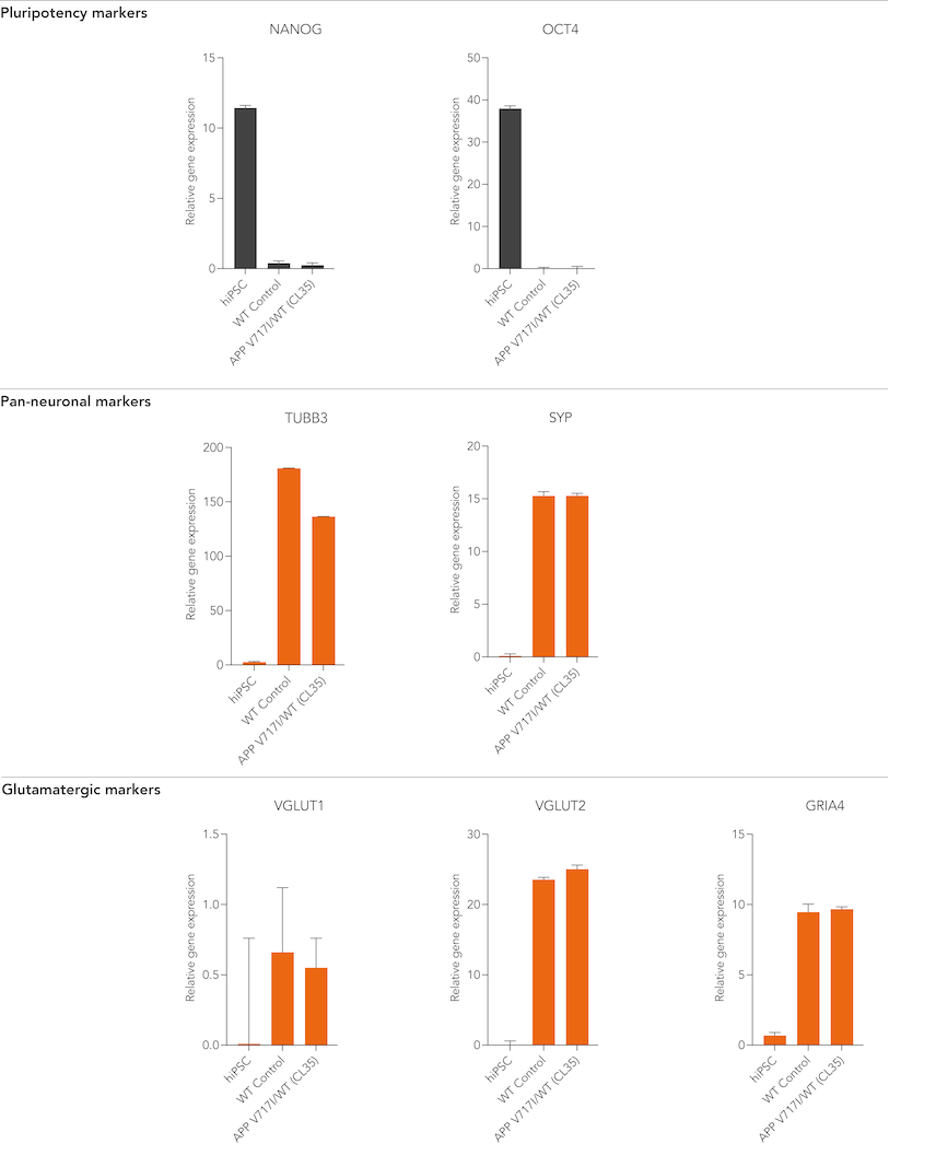 bit.bio Glutamatergic Neurons APP V717I/WT neuronal marker gene expression by RT-qPCR