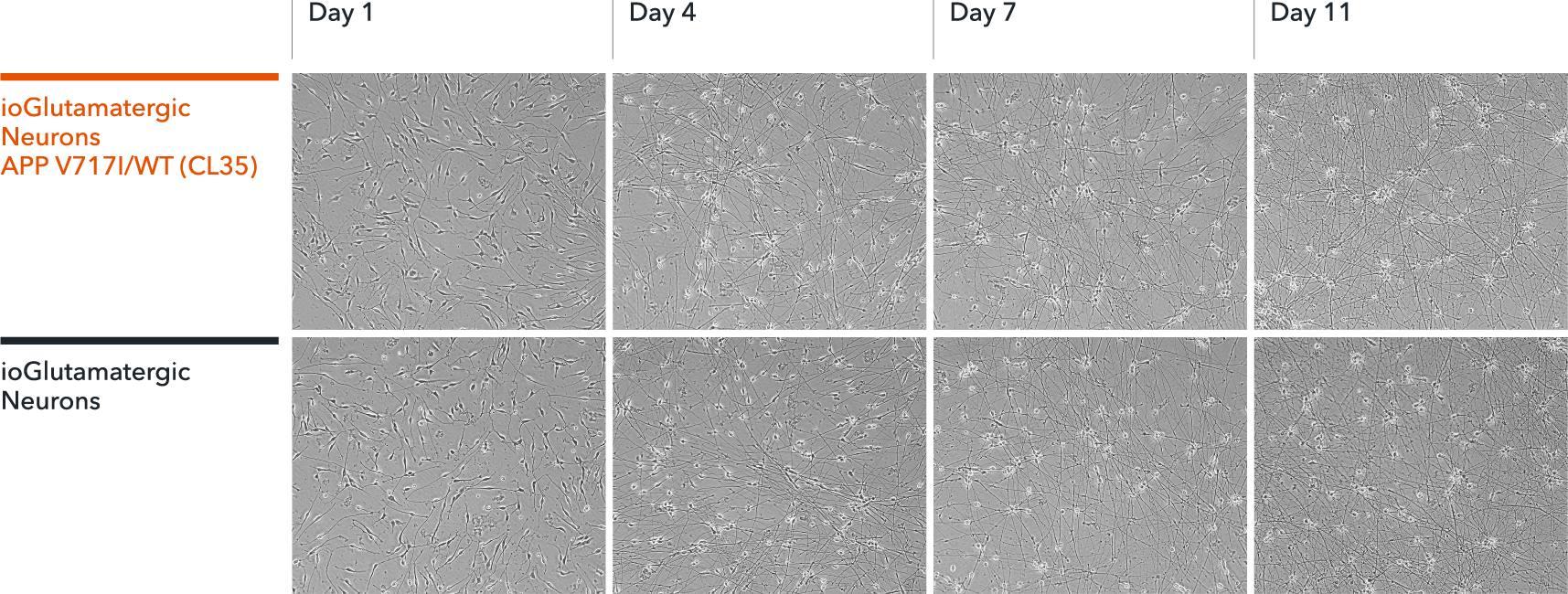 bit.bio Brightfield imaging of iPSC derived neurons APP V717I het disease model shows glutamatergic neurons morphology