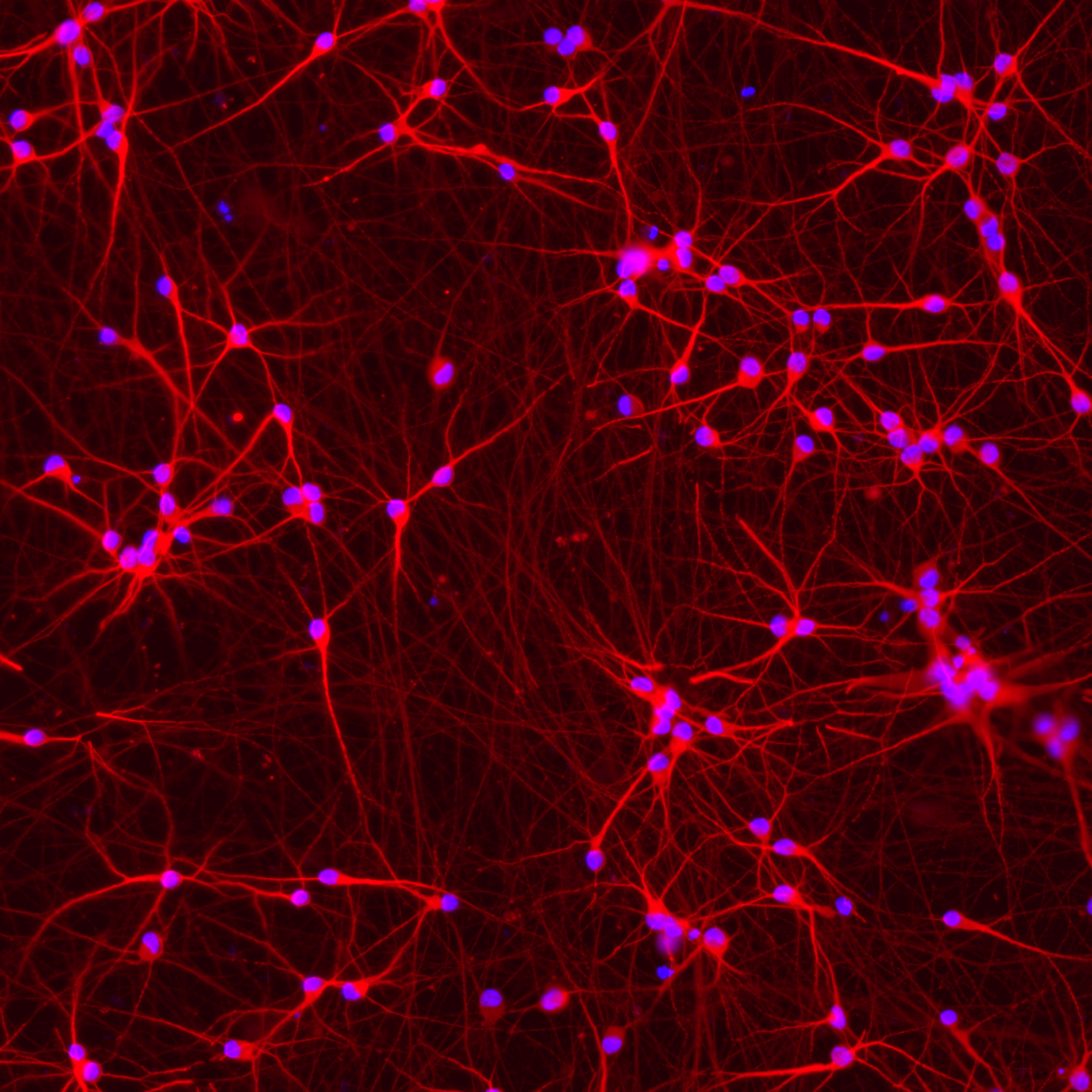 ioGlutamatergic Neurons APP V717I/V717I