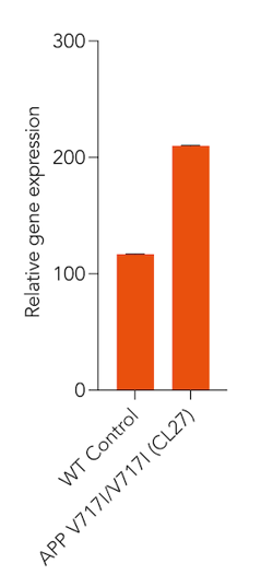 bit.bio Gene expression of APP in glutamatergic neurons APP V717I Alzheimer's disease model