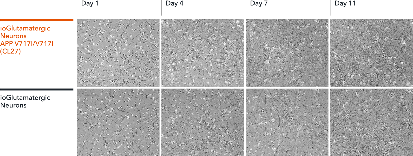 bit.bio Brightfield imaging of iPSC derived neurons APP V717I hom disease model shows glutamatergic neurons morphology
