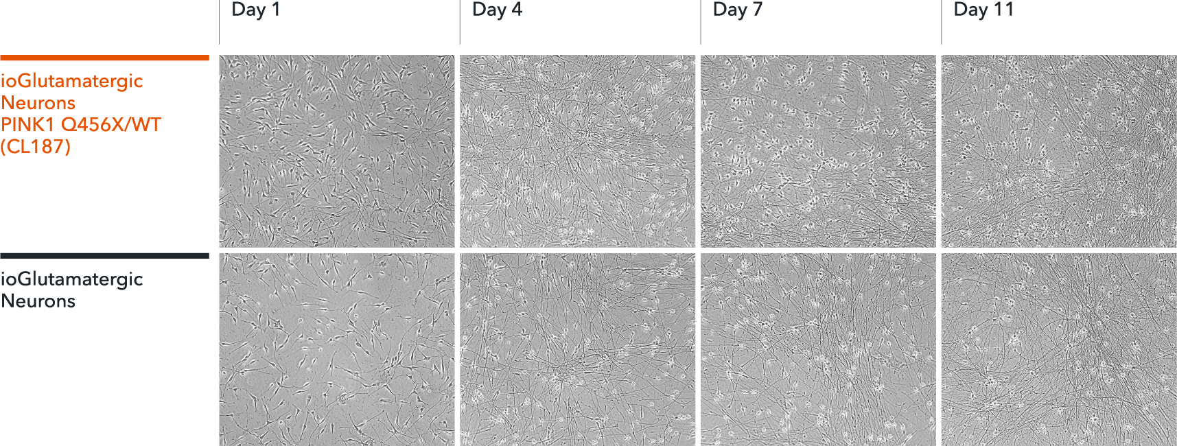 bit.bio Glutamatergic Neurons PINK1 Q456X/WT neuronal morphology