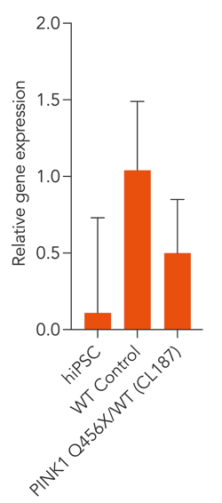 bit.bio PINK1 gene expression in Glutamatergic Neurons PINK1 Q456X/WT Parkinson's disease model