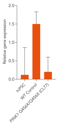 bit.bio PINK1 gene expression in Glutamatergic Neurons PINK Q456X hom Parkinson's disease model