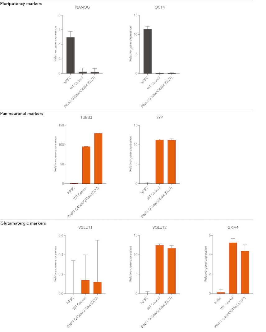 bit.bio Glutamatergic Neurons PINK Q456X hom gene expression RT-qPCR