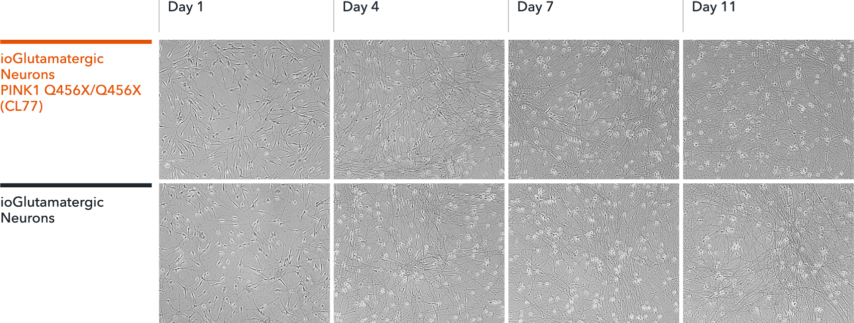 bit.bio Glutamatergic Neurons PINK1 Q456X hom neuronal morphology