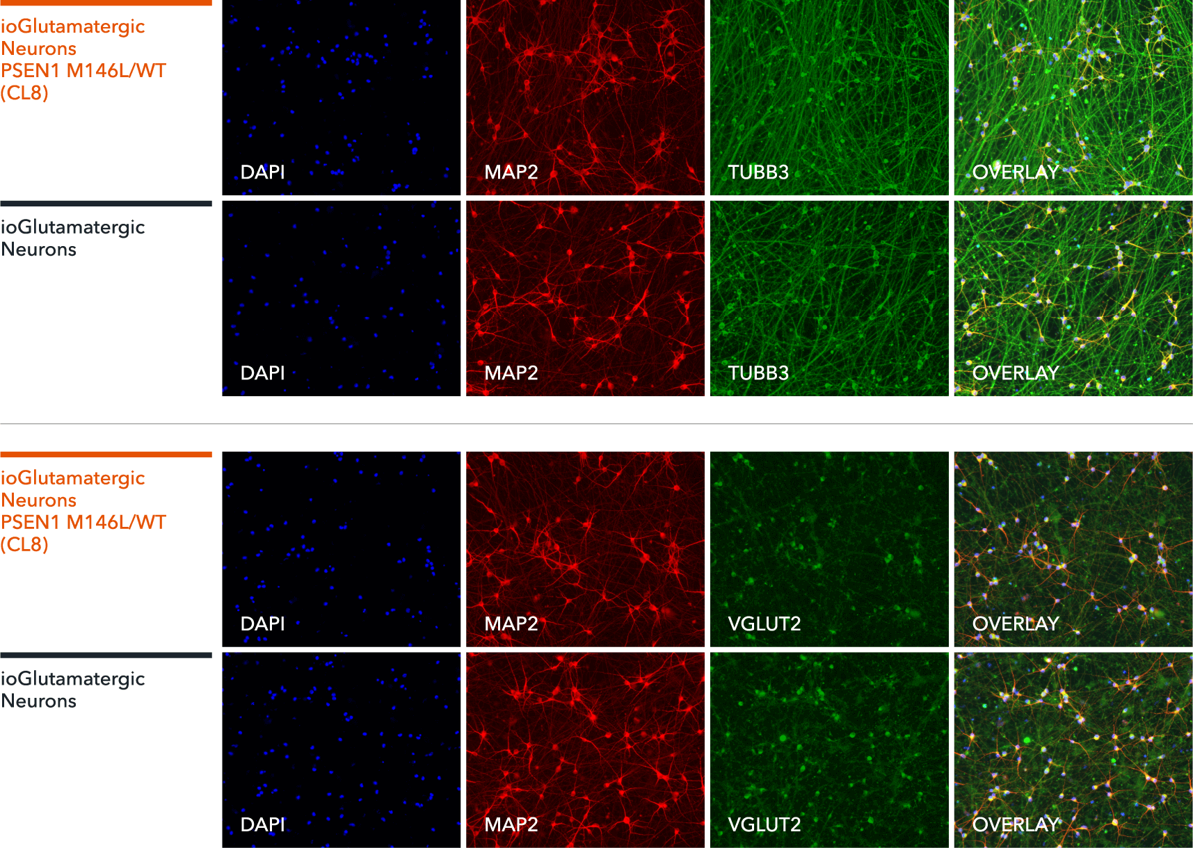 bit.bio Glutamatergic Neurons PSEN1 M146L het ICC marker staining TUBB3 MAP2 VGLUT2