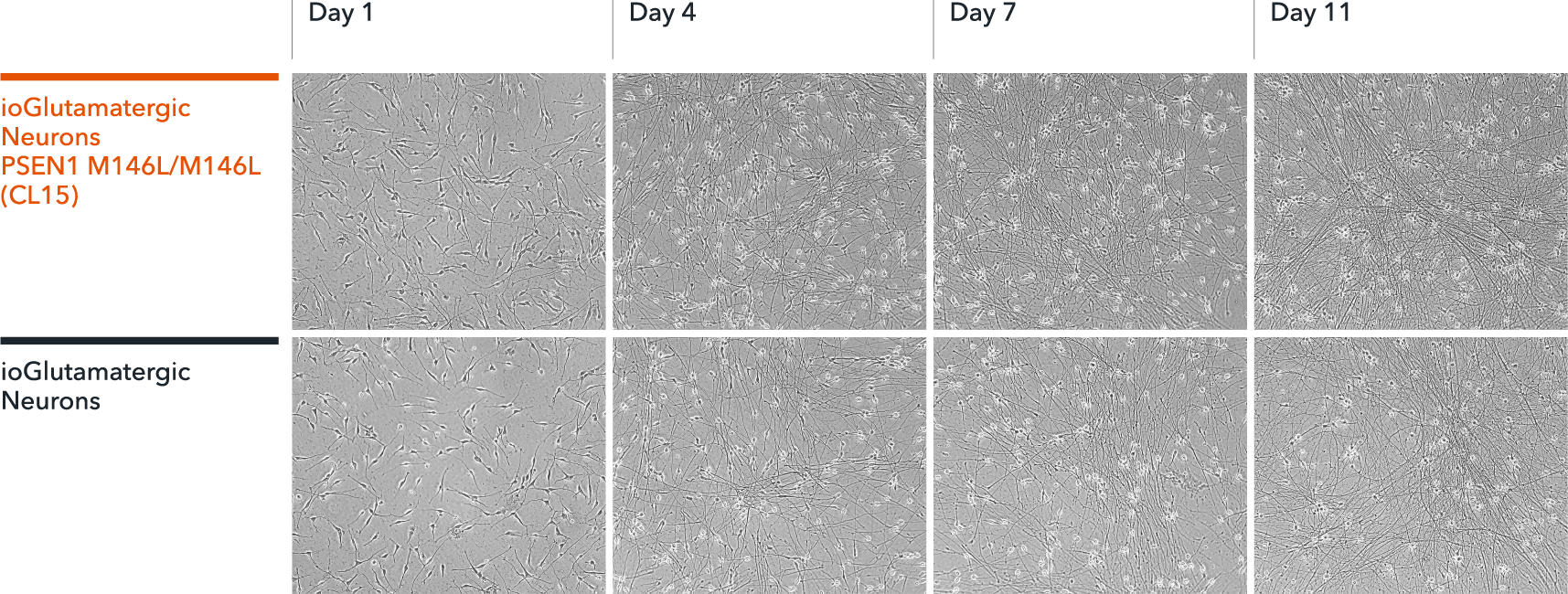 bit.bio Glutamatergic Neurons PSEN1 M146L hom Morphology