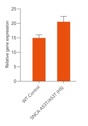 bit.bio Glutamatergic Neurons Parkinson's disease model SNCA gene expression RT-qPCR