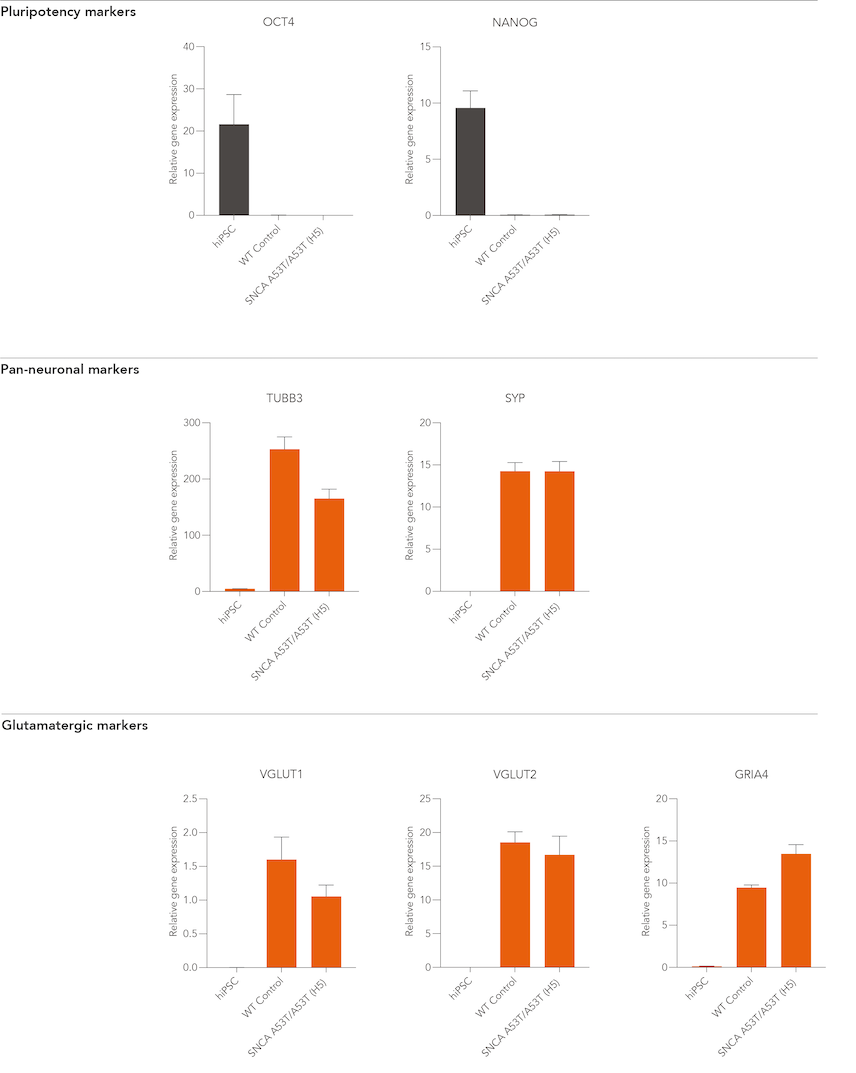 bit.bio Glutamatergic-Neurons SNCA A53T hom gene expression RT-qPCR