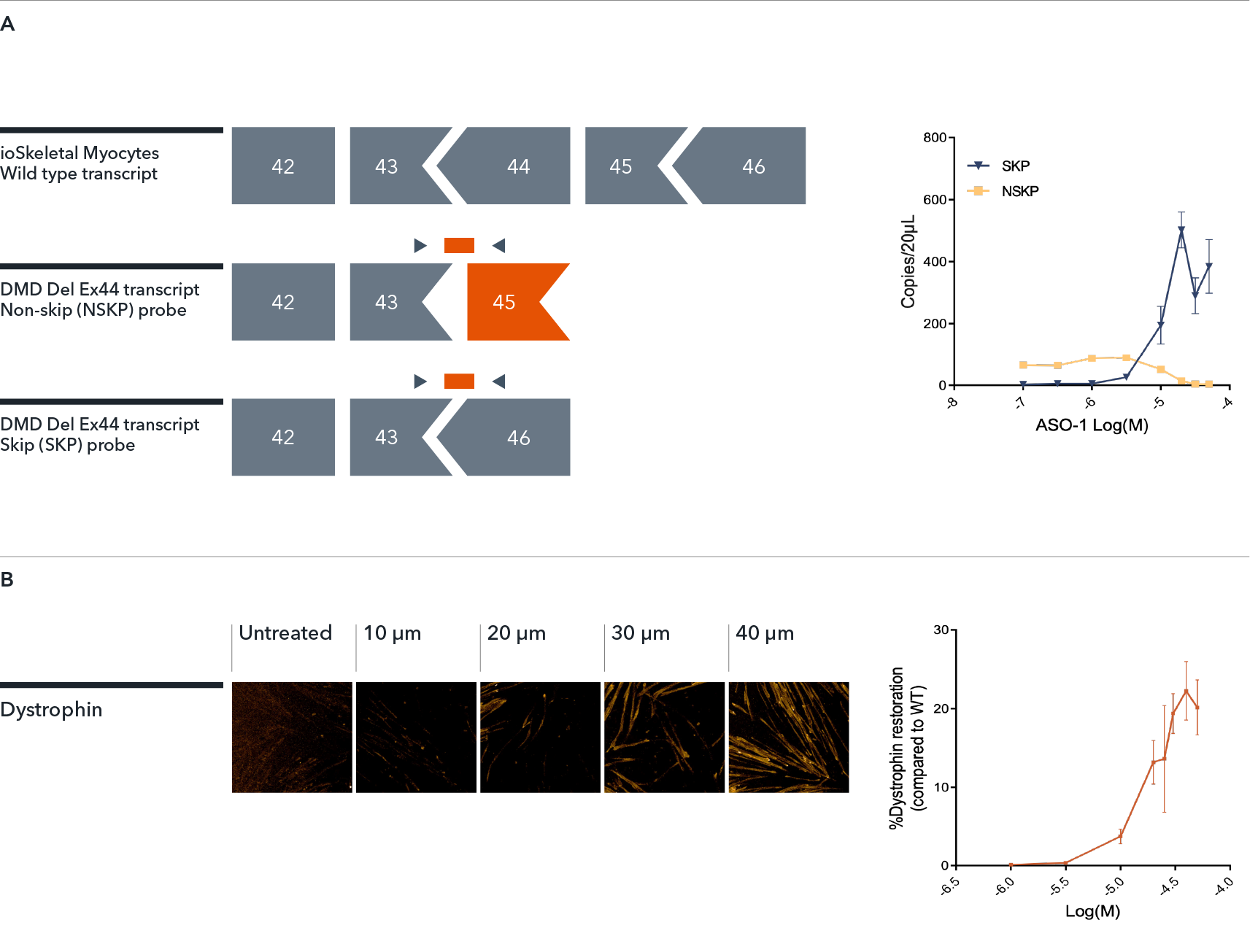 ioSkeletal Myocytes DMD Exon 44 Deletion disease model cells show dystrophin restoration by ASO-mediated exon skipping