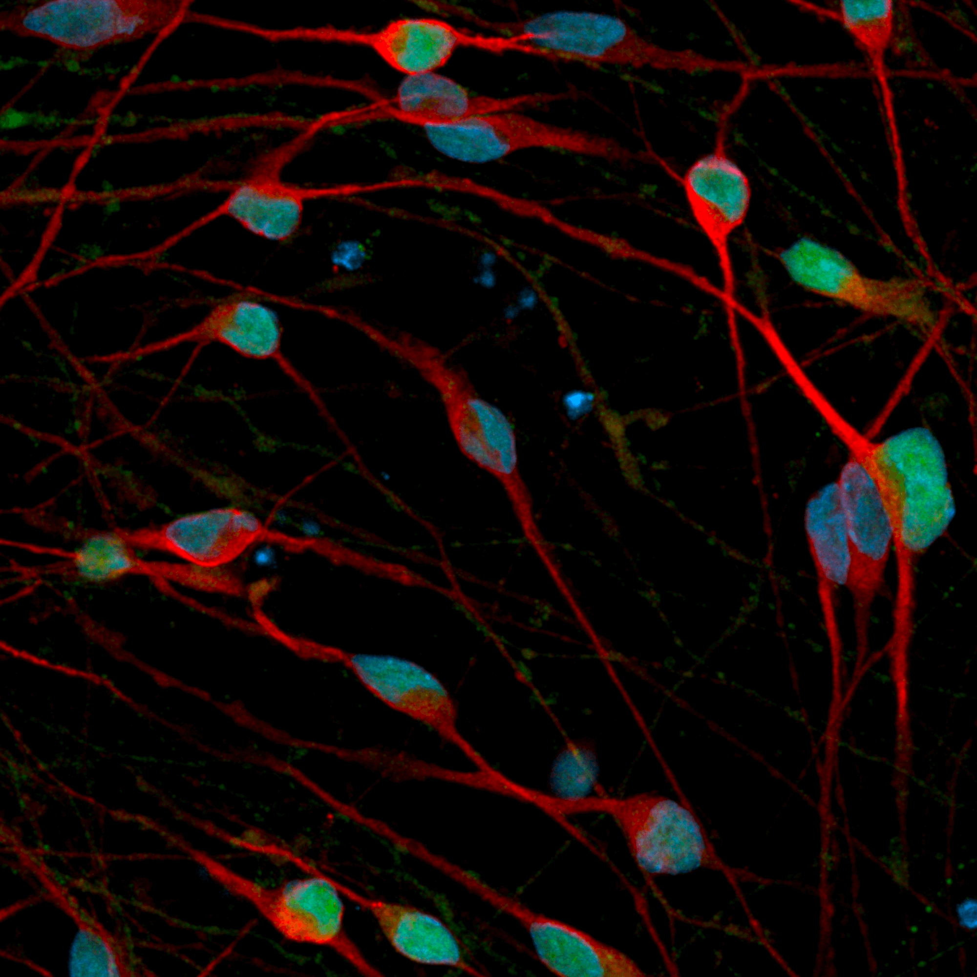 ioGABAergic Neurons
