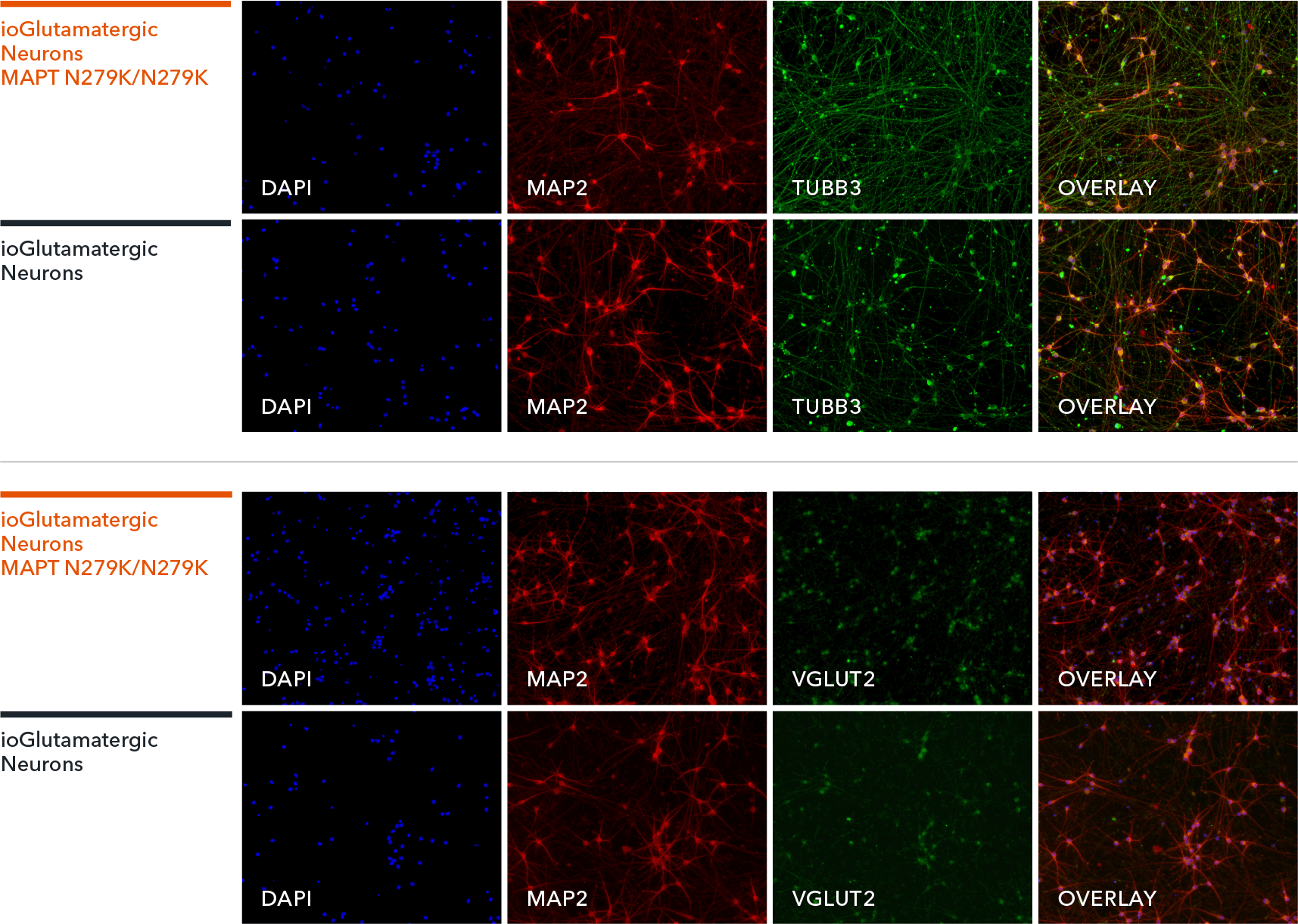  ioGlutamatergic Neurons MAPT N279K/N279K disease model cells express neuron-specific markers comparably to wild type control