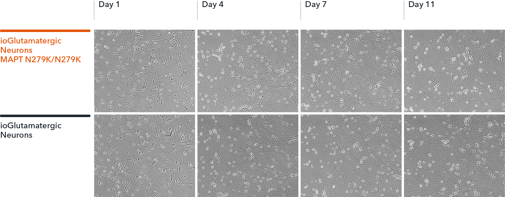 ioGlutamatergic Neurons MAPT N279K/N279K disease model cells morphology by brightfield imaging over 11 days post-revival