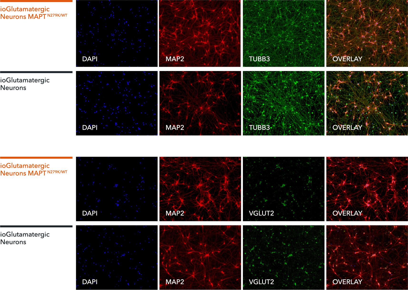 ioGlutamatergic neurons MAPT N279K WT ICC