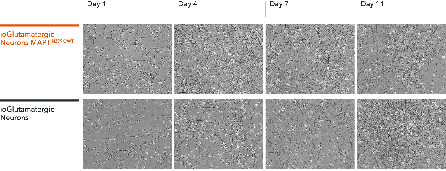 ioGlutamatergic_neurons-MAPT-N279K-WT-Morphology compressed