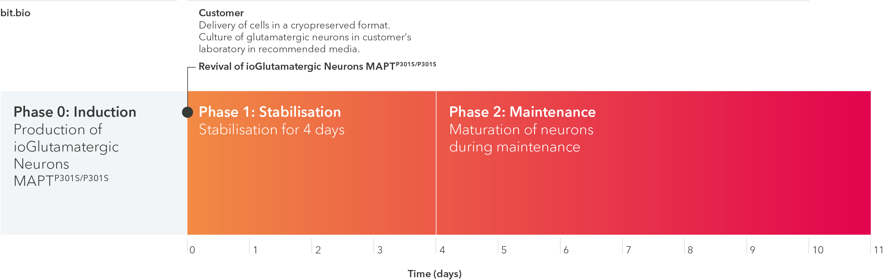 ioGlutamatergic Neurons MAPT P301S/P301S arrive ready to plate