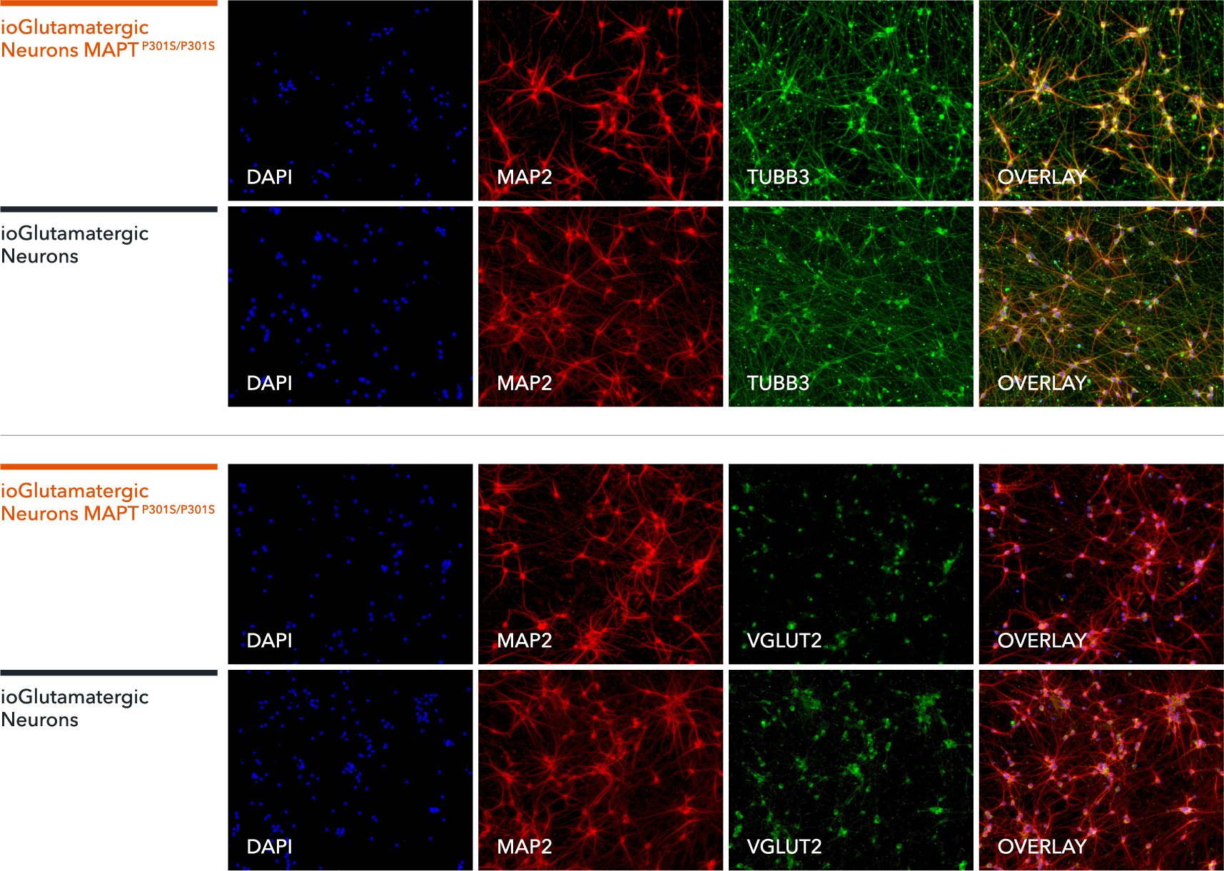 ioGlutamatergic Neurons MAPT P301S/P301S ICC single channel and overlays