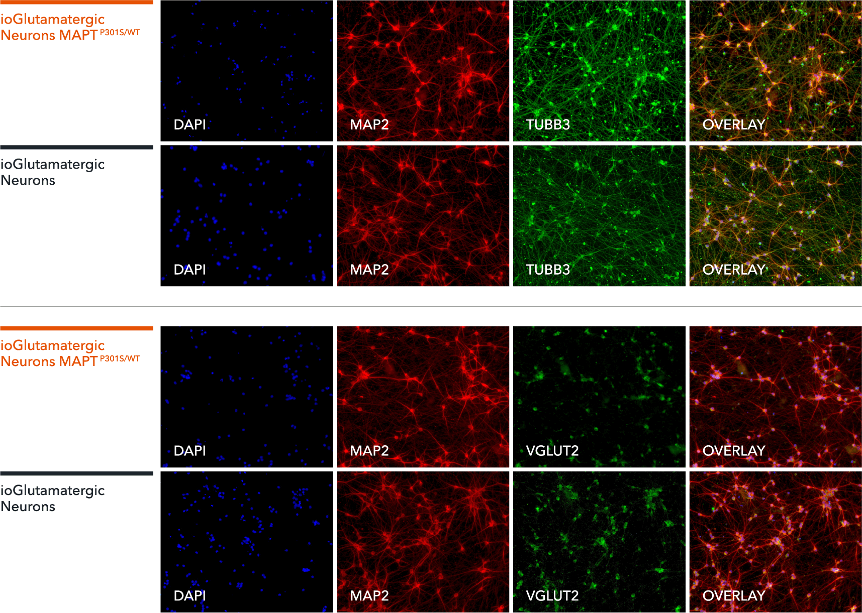 ioGlutamatergic neurons MAPT P301S/WT ICC single channel and overlays