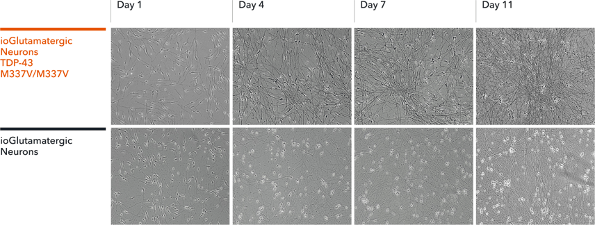 bit.bio Glutamatergic Neurons TDP-43 M337V hom show glutamatergic neuron morphology