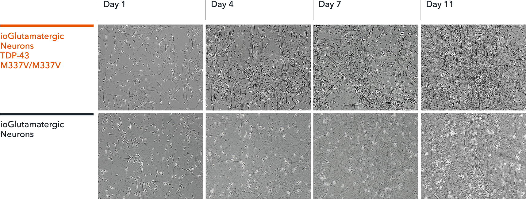 ioGlutamatergic_neurons-TDP43-M337V-M337V-Morphology