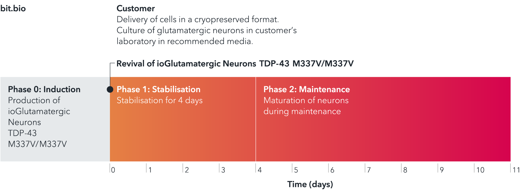 ioGlutamatergic_neurons-TDP43-M337V-M337V-timeline-1